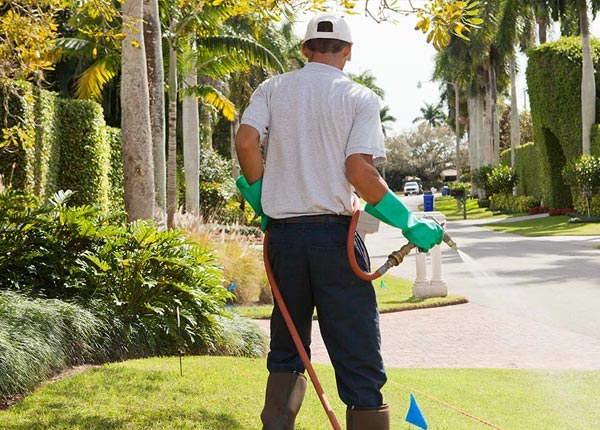 Pest Control Service